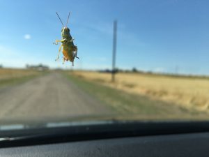 Grasshopper on windshield
