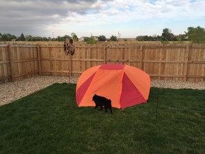 Tent with dog in front