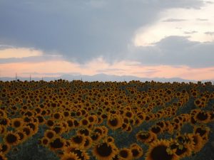 Sundown and sunflowers