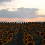 Sundown and sunflowers